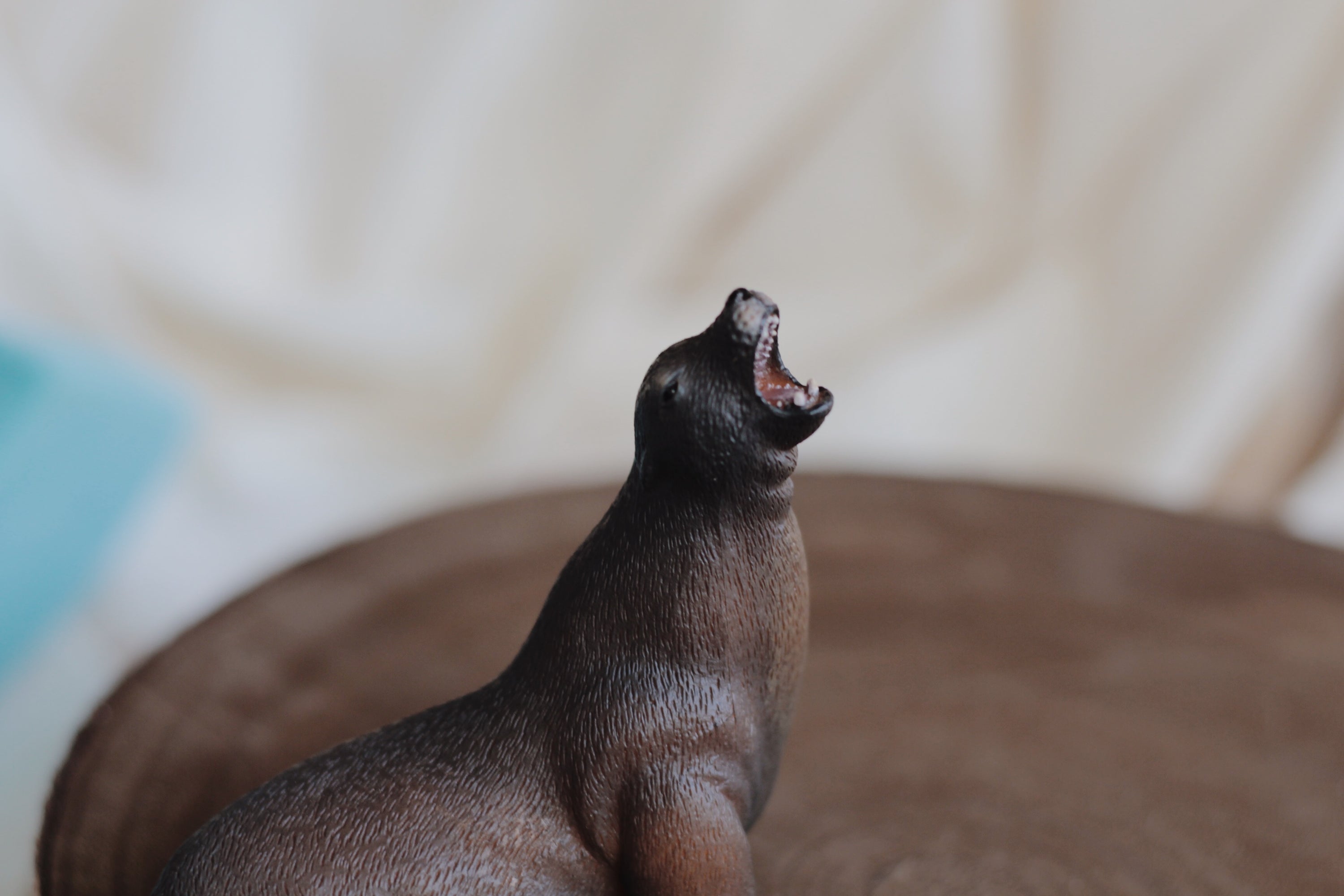 Zoom
