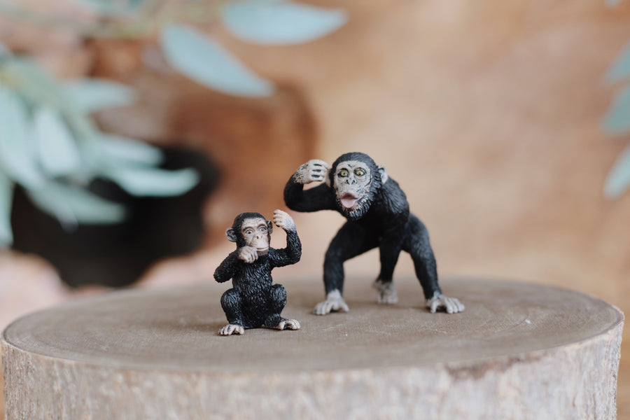 Chimpanzee Cub - Thinking