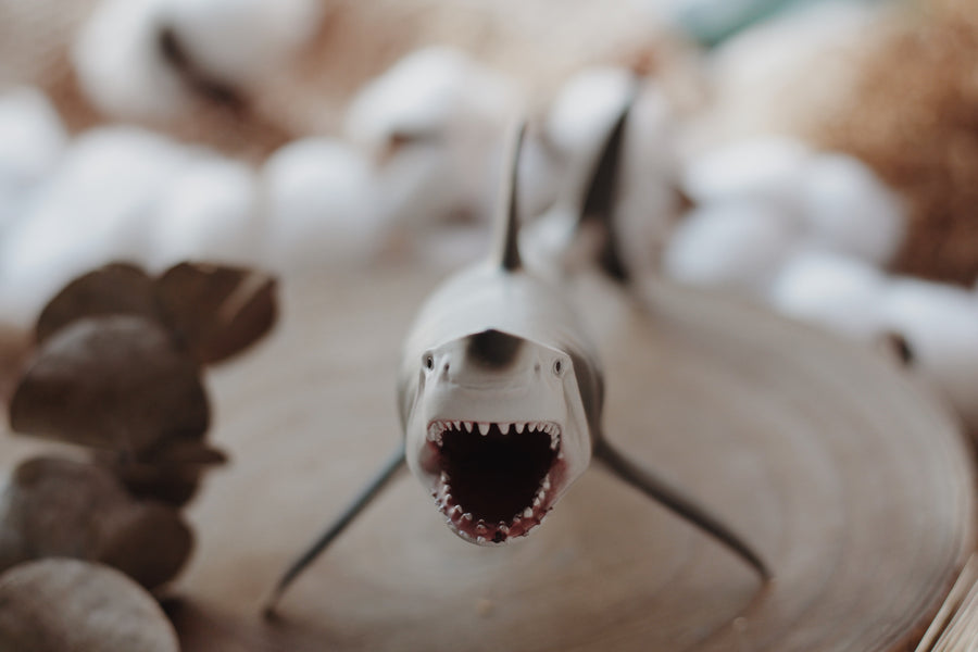 Great White Shark - Open Jaw