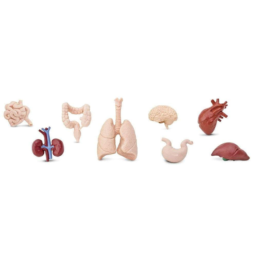 Human Organs TOOB®